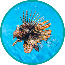 lionfish removal day