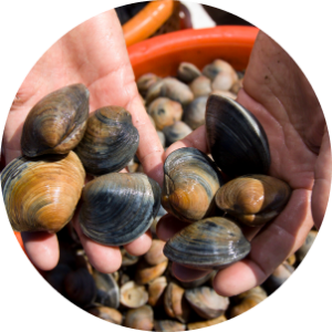 shellfish aquaculture